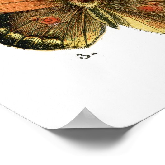 蝶 ポスター (角)