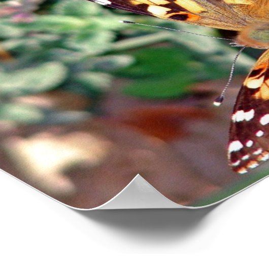 蝶 ポスター (角)