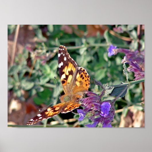 蝶 ポスター (正面)