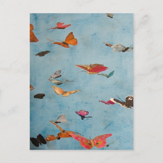 蝶 ポストカード (正面)