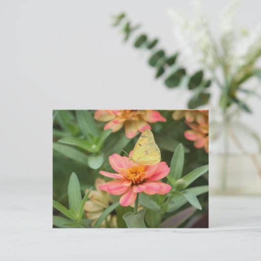 蝶 ポストカード (スタンド正面)