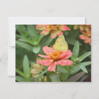 蝶 ポストカード