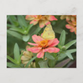 蝶 ポストカード (正面)