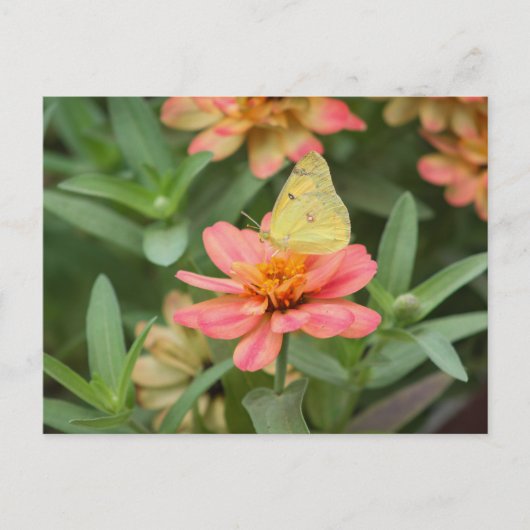 蝶 ポストカード (正面)