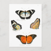 蝶 ポストカード (正面)