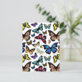 蝶 ポストカード (スタンド正面)
