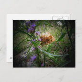 蝶 ポストカード (正面/裏面)