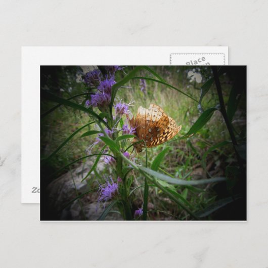 蝶 ポストカード (正面/裏面)