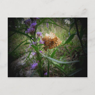 蝶 ポストカード