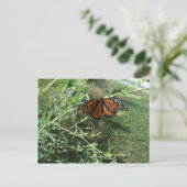 蝶 ポストカード (スタンド正面)