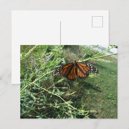 蝶 ポストカード (正面/裏面)