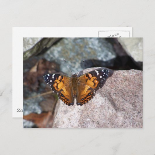 蝶 ポストカード (正面/裏面)