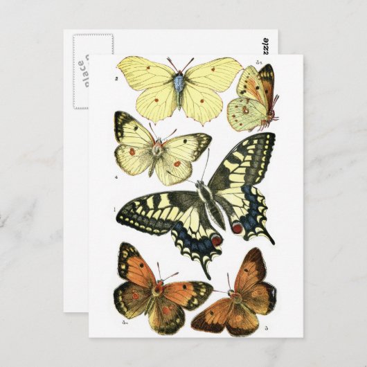 蝶 ポストカード (正面/裏面)