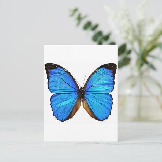 蝶 ポストカード (スタンド正面)