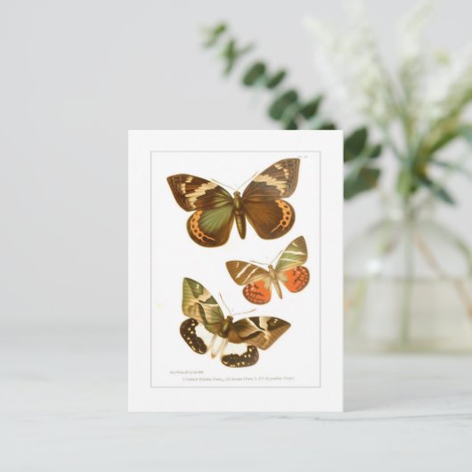 蝶 ポストカード (スタンド正面)