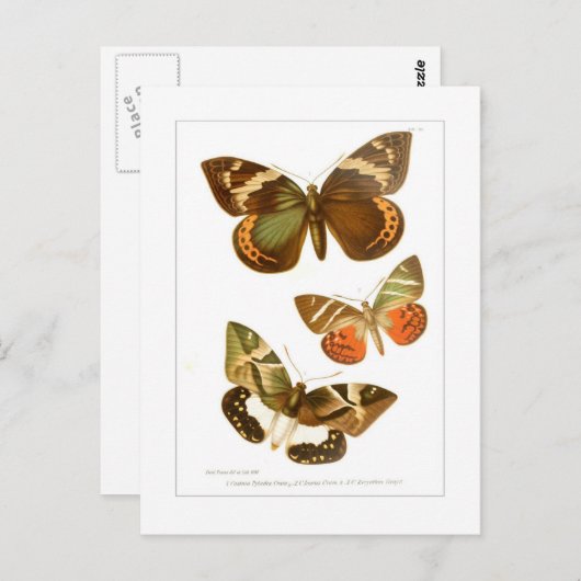 蝶 ポストカード (正面/裏面)