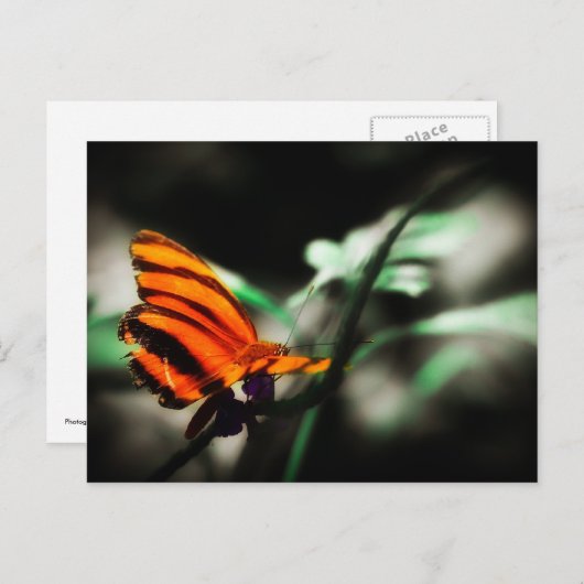 蝶 ポストカード (正面/裏面)