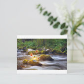 蝶 ポストカード (スタンド正面)