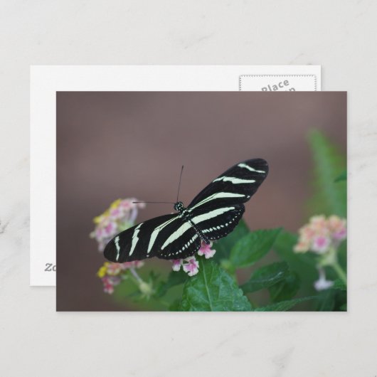 蝶 ポストカード (正面/裏面)