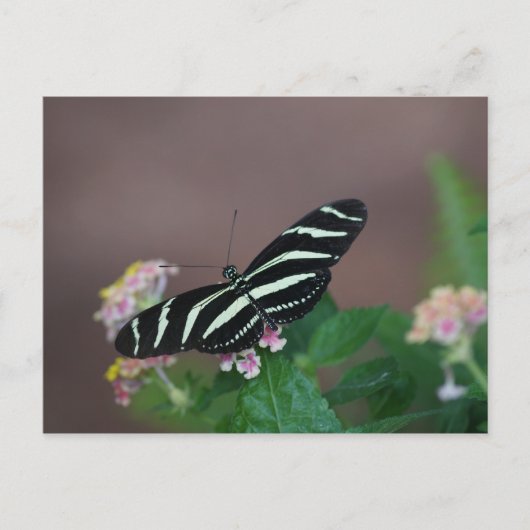 蝶 ポストカード (正面)