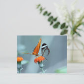 蝶 ポストカード (スタンド正面)