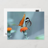 蝶 ポストカード (正面/裏面)