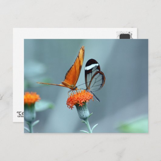 蝶 ポストカード (正面/裏面)