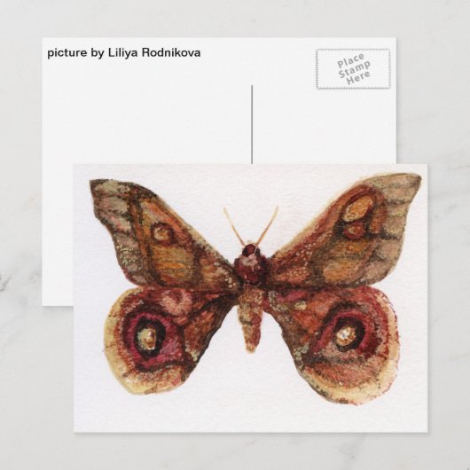 蝶 ポストカード (正面/裏面)