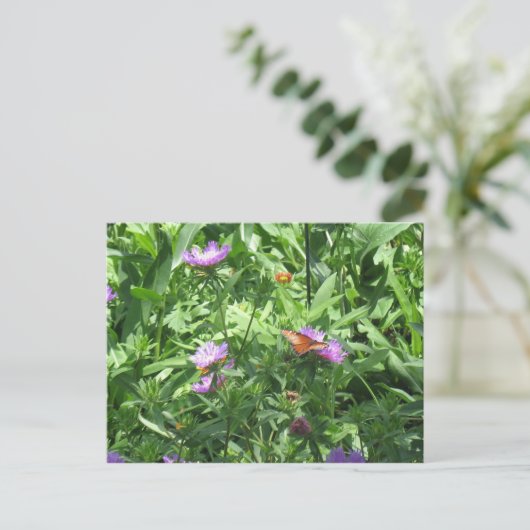 蝶 ポストカード (スタンド正面)