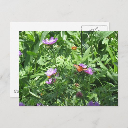 蝶 ポストカード (正面/裏面)