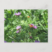 蝶 ポストカード (正面)