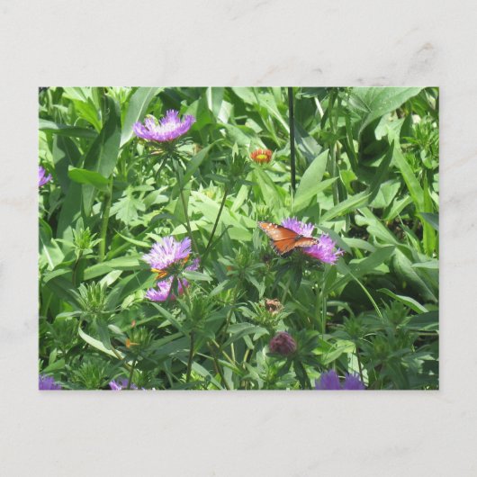 蝶 ポストカード (正面)