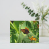 蝶 ポストカード (スタンド正面)