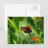 蝶 ポストカード (正面/裏面)