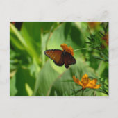 蝶 ポストカード (正面)