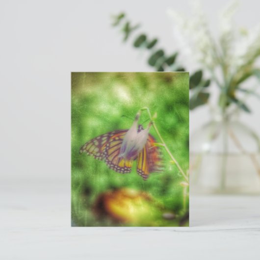 蝶 ポストカード (スタンド正面)