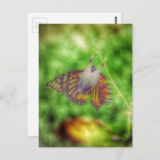 蝶 ポストカード (正面/裏面)