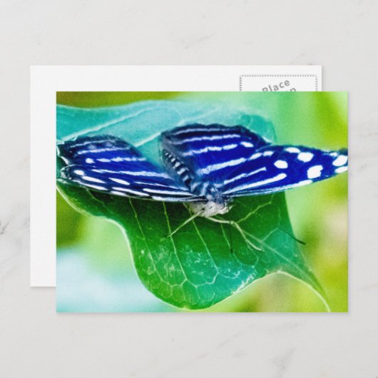 蝶 ポストカード (正面/裏面)