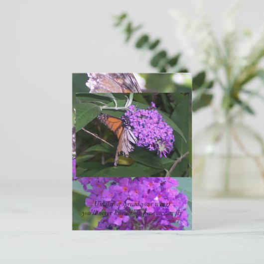 蝶... ポストカード (スタンド正面)