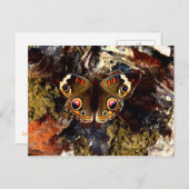 蝶 ポストカード (正面/裏面)