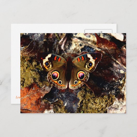 蝶 ポストカード (正面/裏面)