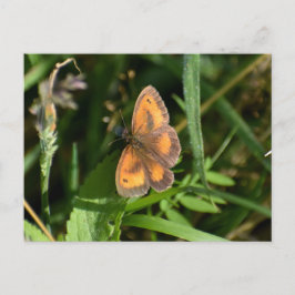 蝶 ポストカード