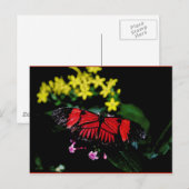 蝶 ポストカード (正面/裏面)