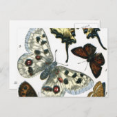 蝶 ポストカード (正面/裏面)