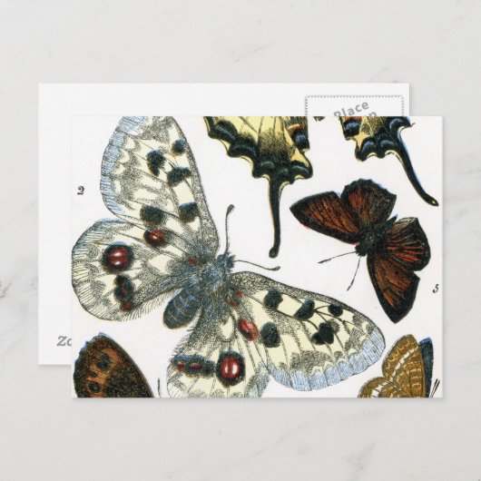 蝶 ポストカード (正面/裏面)