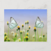 蝶 ポストカード (正面)