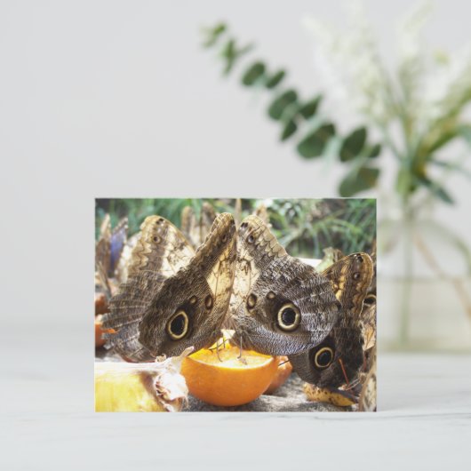 蝶 ポストカード (スタンド正面)