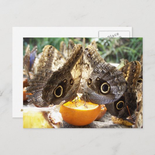 蝶 ポストカード (正面/裏面)