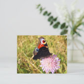 蝶 ポストカード (スタンド正面)