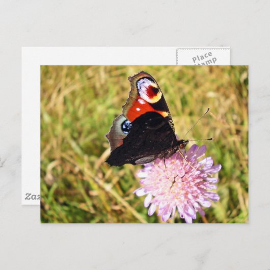 蝶 ポストカード (正面/裏面)